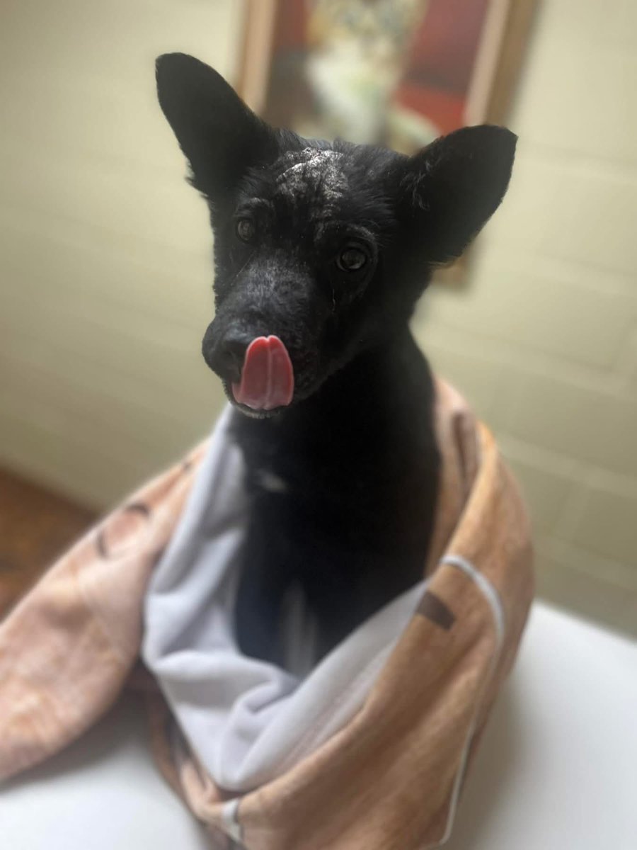 Penny_Lane_Pup's tweet photo. Wanted to show some before and afters of Wolfie since being found in a ditch!

Treatment, wuv and care, have made a world of difference fur him! 

Wolfie is being fostered in Greenville, SC and is available fur adoption with @Lucky_Pup_SC 
#wolfie #fosterpup https://t.co/zS2GX4crUf