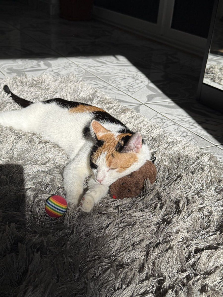 Peak midweek chill😻 GM all!

$KASPY on $KAS