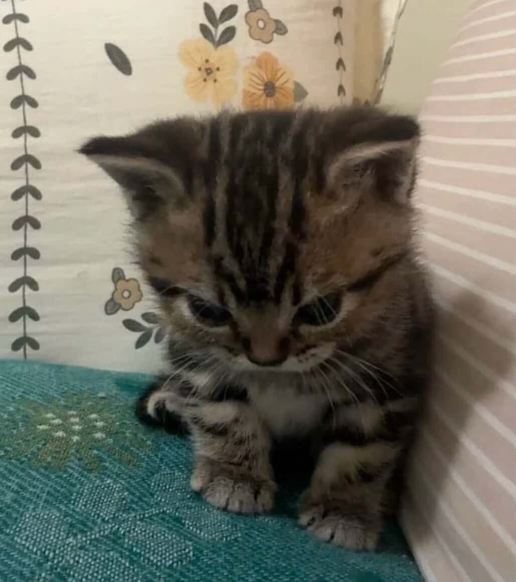 ru♡ 🐝 (@ruthbaderog) on Twitter photo 