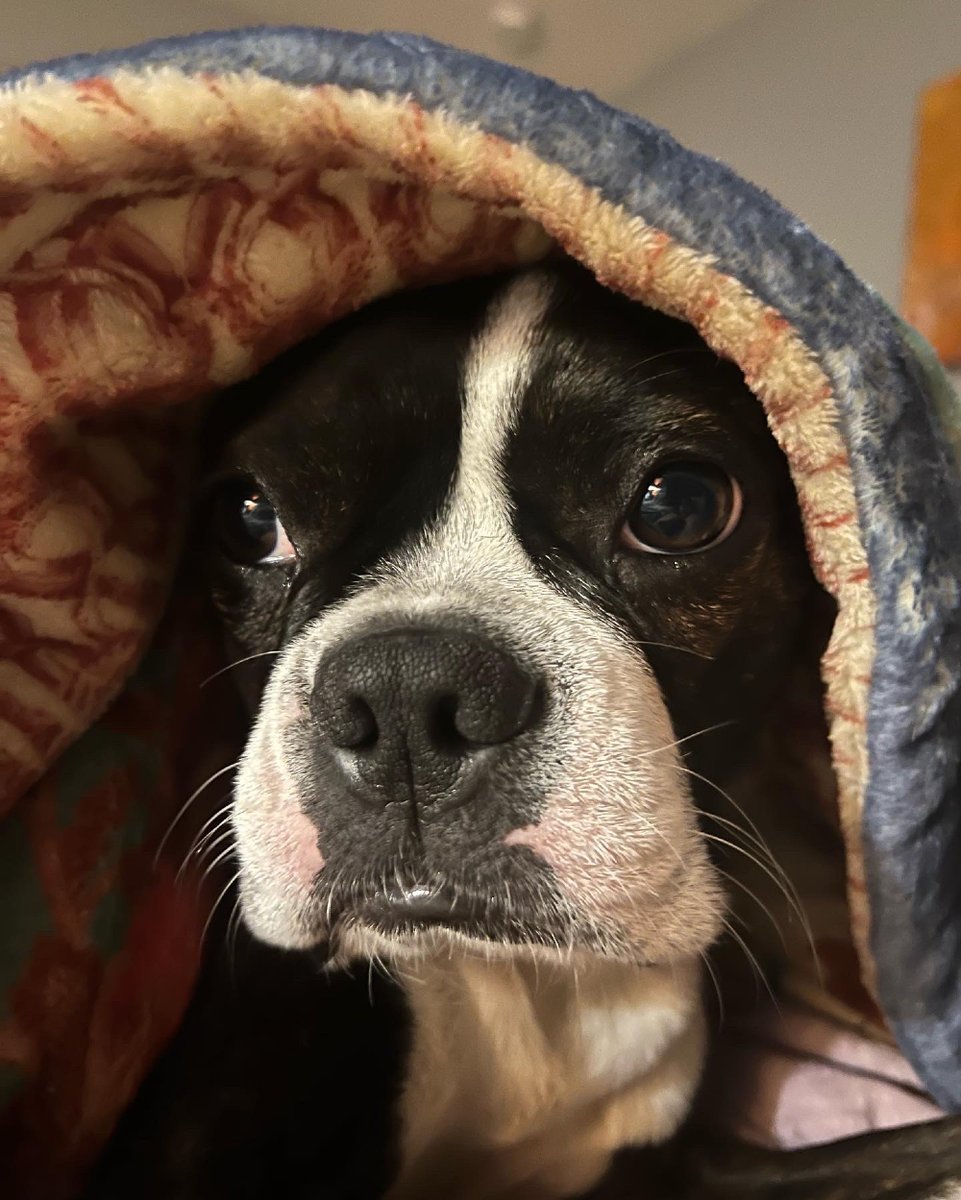 BeamMinerals's tweet image. Cold days mean more naps, but your pet still needs daily mineral nourishment. Support their wellness all winter with BEAM Minerals at beamminerals.com

#BEAMMinerals #PetWellness #WinterWellness #HealthyPets