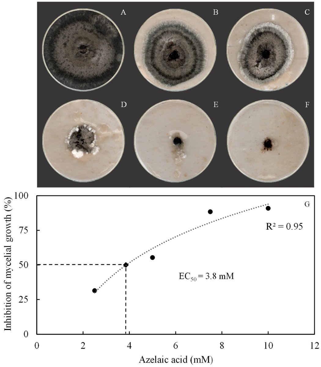 Plants_MDPI's tweet image. 🌾 Azelaic acid reduced brown spot severity in rice by &amp;gt;50%.

Enhanced defense enzymes, lignin accumulation, and antioxidative responses strengthened resistance to Bipolaris oryzae.

🔎 Read more: brnw.ch/21x03Mj

#PlantImmunity #Rice #CropProtection #PlantPathology
