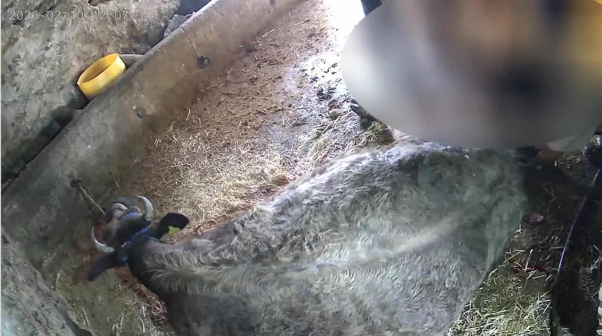 Hayvan Hakları Platformu Türkiye tweet media