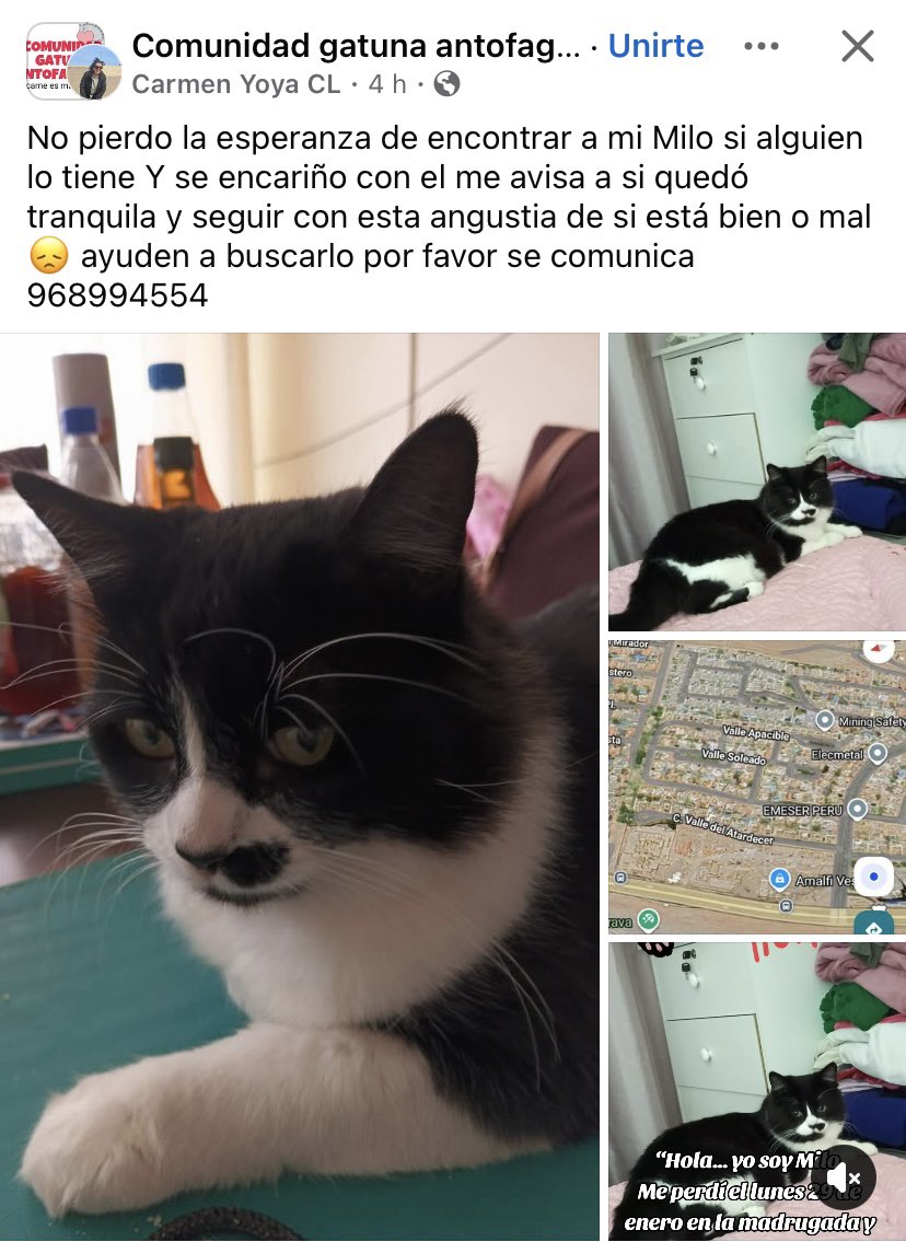 Vane_P_P's tweet photo. GATITO EXTRAVIADO!!! Sector sur, cercano a Llacolén!!! #antofagasta https://t.co/Dl9UV8B72e