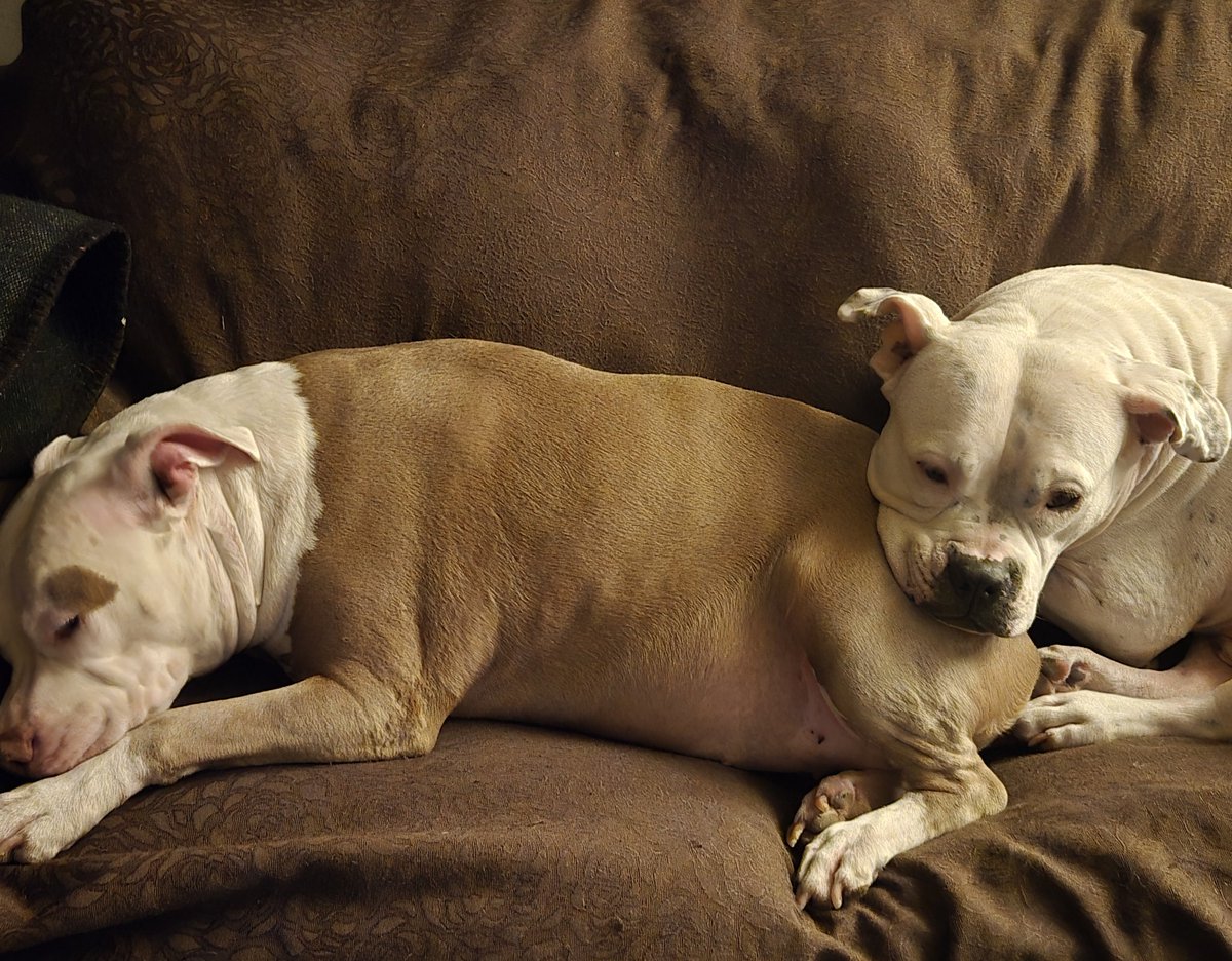 For all those that agree with <a href="/RepFine/">Congressman Randy Fine</a> &amp; would take your dog over Muslim beliefs please give a 👍

American culture &amp; Islam are not compatible! It is not racist or Islamophobic to say so or reject the beliefs. If you agree give 💯