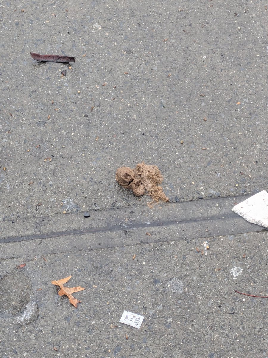 On my 10 block walk to the PO box i counted at least 33 piles of shit. #sewerchat #nyc