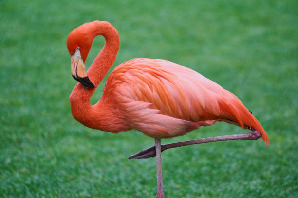 Andrektb76's tweet image. Você sabia que os flamingos nascem brancos ou cinzas e só ficam rosa por causa da dieta? Eles comem algas e camarões cheios de pigmentos naturais. Sem isso, seriam branquinhos! 🦩💕A natureza é incrível, né?
#flamingo