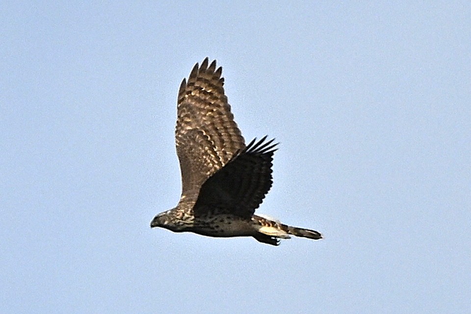 Tim robinson tweet media