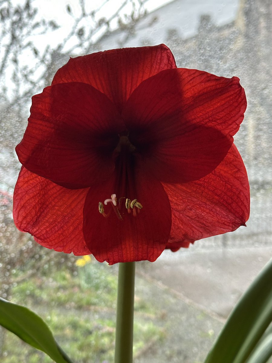 RAGriggsauthor's tweet image. My second amaryllis to flower this year is brightening  up a very grey, rainy day in Devon. 

#amaryllis #red