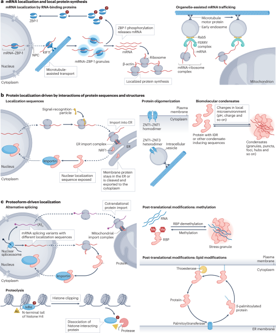 Nature Reviews Molecular Cell Biology tweet media