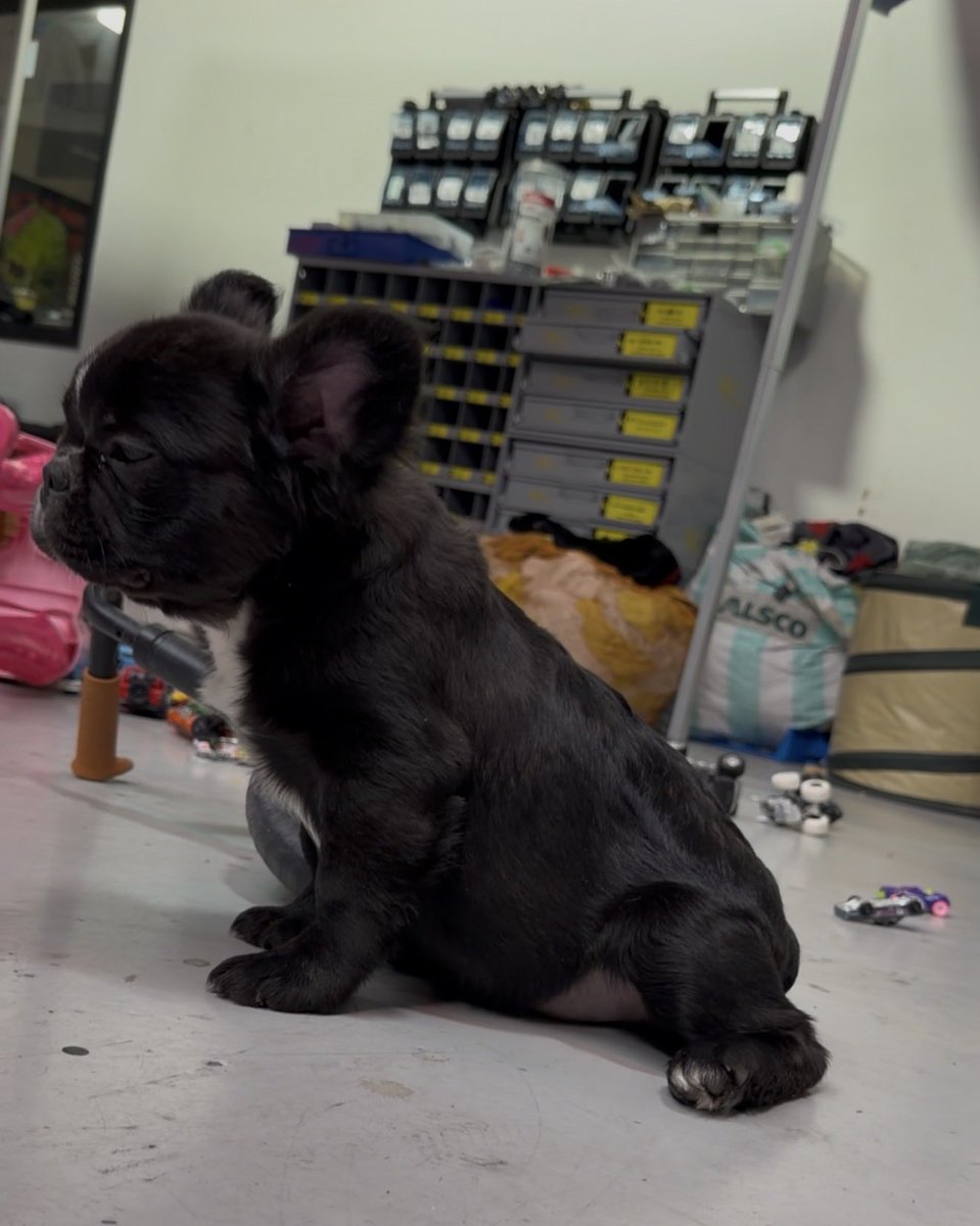 Trenchbagger's tweet photo. I have male French Bulldog puppies available for adoption! They're fluffy, AKC-registered, and come with full breeding rights. Hashtags: #Frenchie #FrenchBulldog #Fluffy https://t.co/NMUFlPXMxX