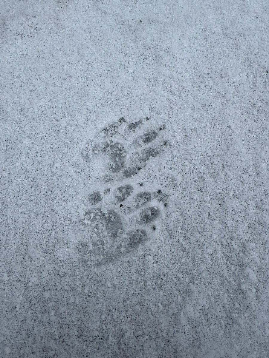 Waschbär