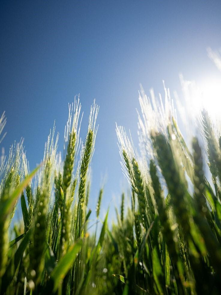 Trigo 2025/26: récord productivo y de exportaciones
👇👇👇
lavozdelpueblo.com.ar/trigo-202526-r…