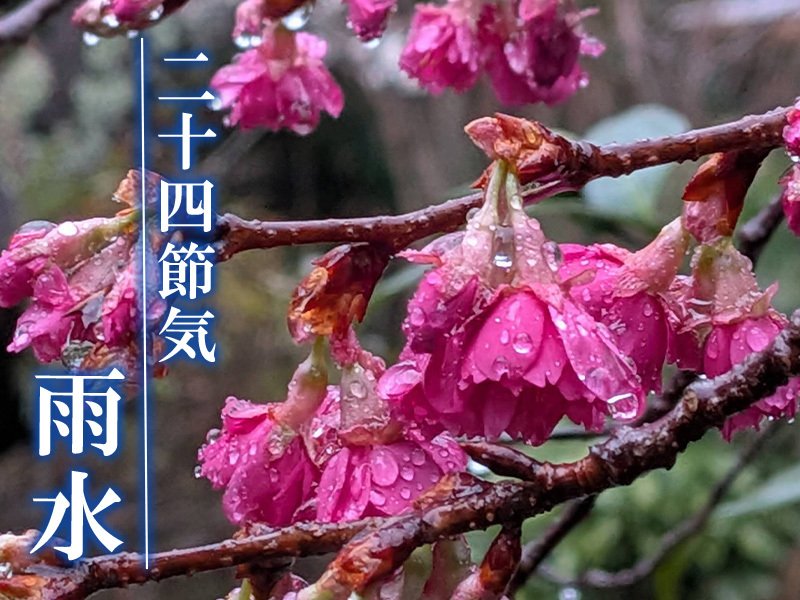 おはようございます。今日は二十四節気の雨水。立春から2週間が経過し