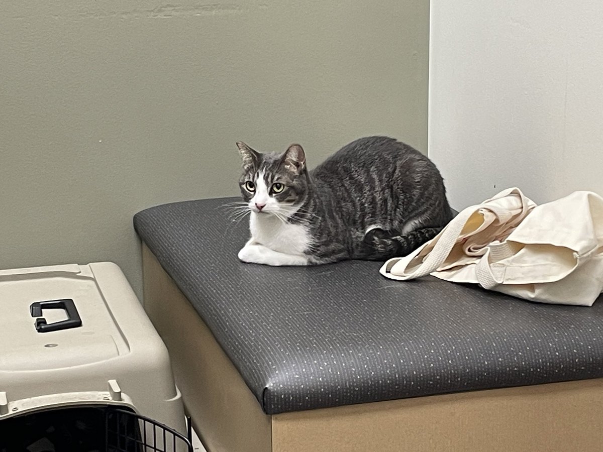 her first vet appointment vs her second