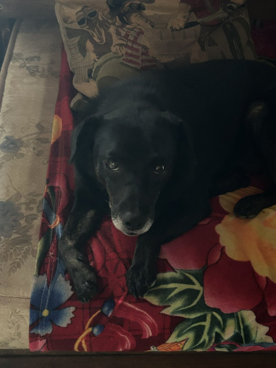 Meu cachorro se fazendo de coitadinho pro meu pai levar ele pro trabalho, só pra passar a noite brincando com os amigos dele lá.