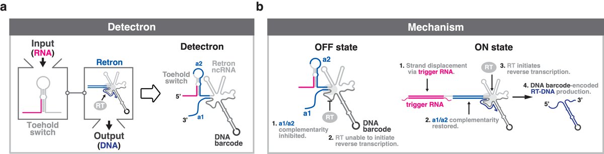Seth Shipman tweet media