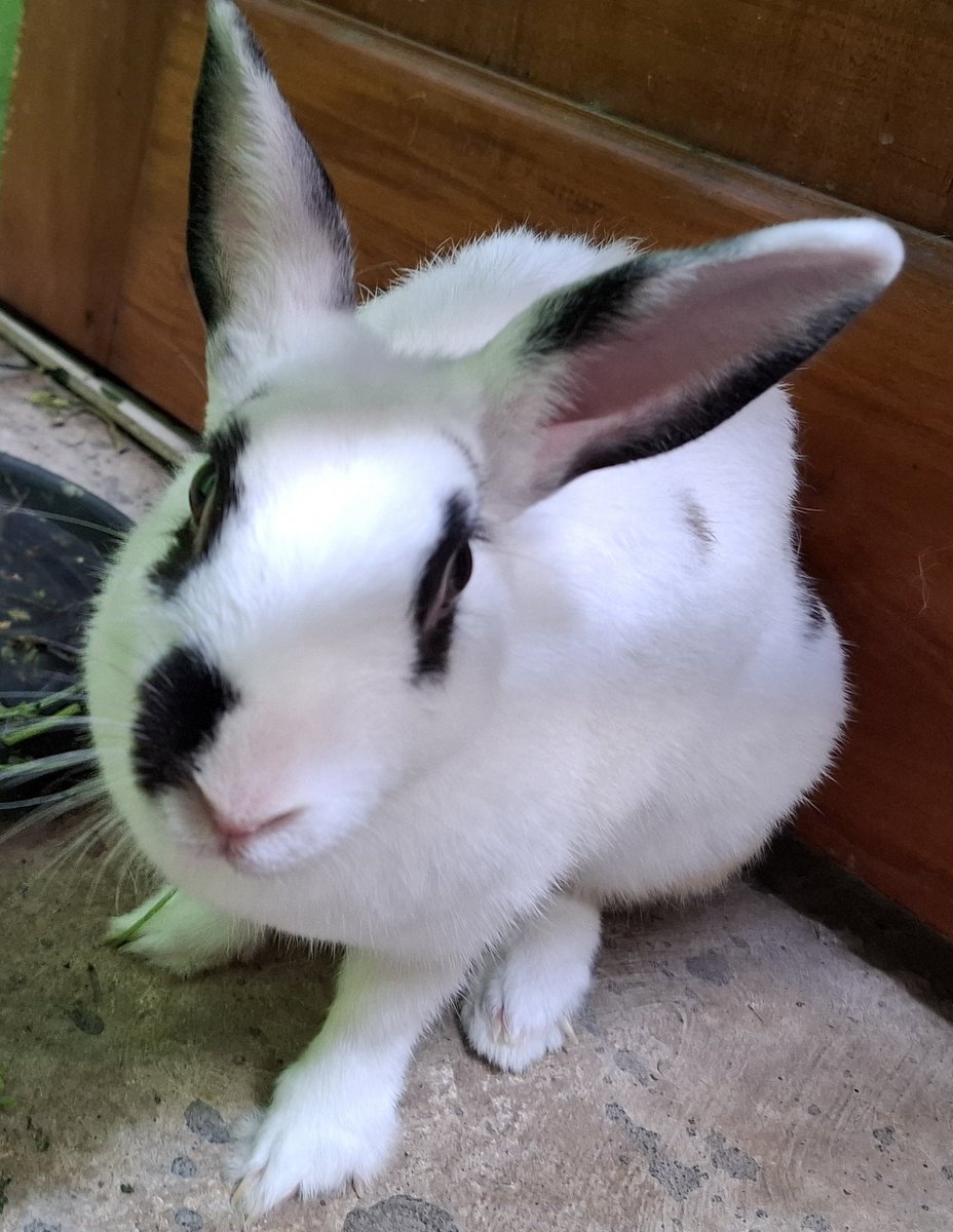 jxbow's tweet photo. un mes ya sin ti, mi querido Manchitas https://t.co/WPl39SQj6d