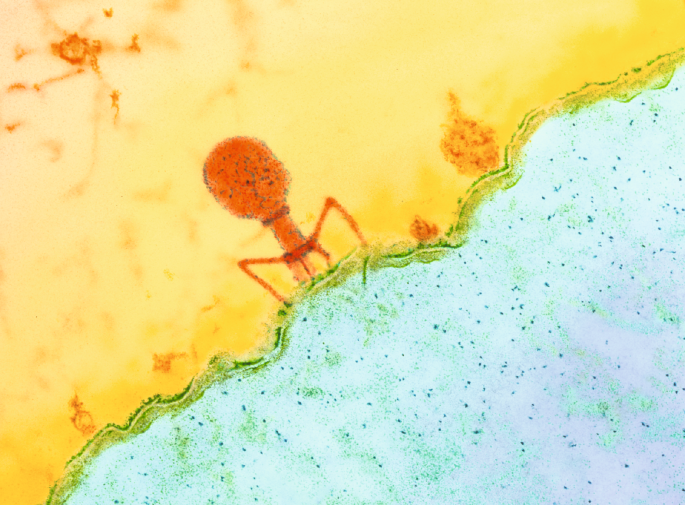 NatureSMB's tweet photo. New online! The phage–bacteria arms race https://t.co/HLZP1LBxZ1 https://t.co/0RXM7LdN54