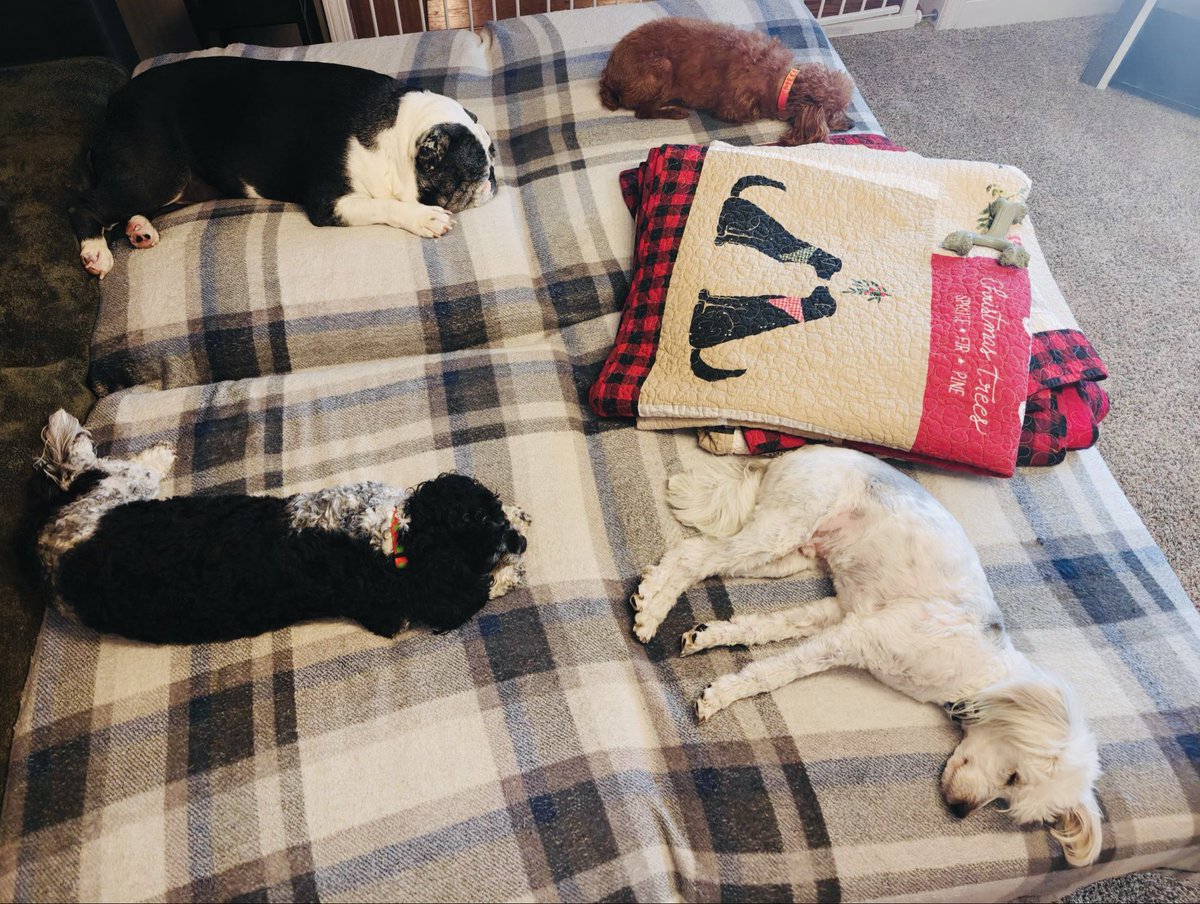 LauraLoomer's tweet photo. .@NerdeenKiswani all 4 of my dogs slobbered all over my face yesterday. Their tongues licked my lips and nostrils. Then all 4 of them cuddled in my bed with me. 

Is that “un-Islamic”? 

All of them are more clean than any jihadi invader even after they lick each other. I can promise you.