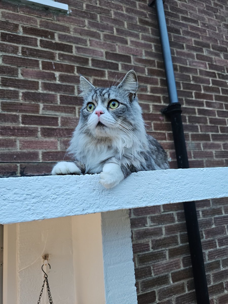 Cat on a cold brick roof doesn't have the same ring to it