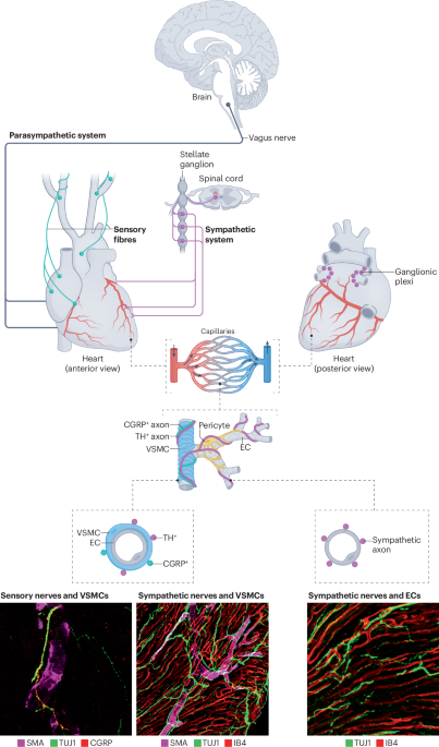 Nature Reviews Cardiology tweet media