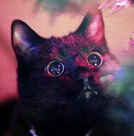 Naomy Risdon 🔜 BlizzCon 2026 tweet media