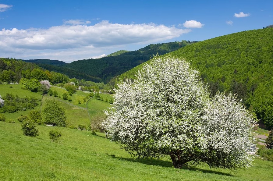 Českem bez auta tweet media