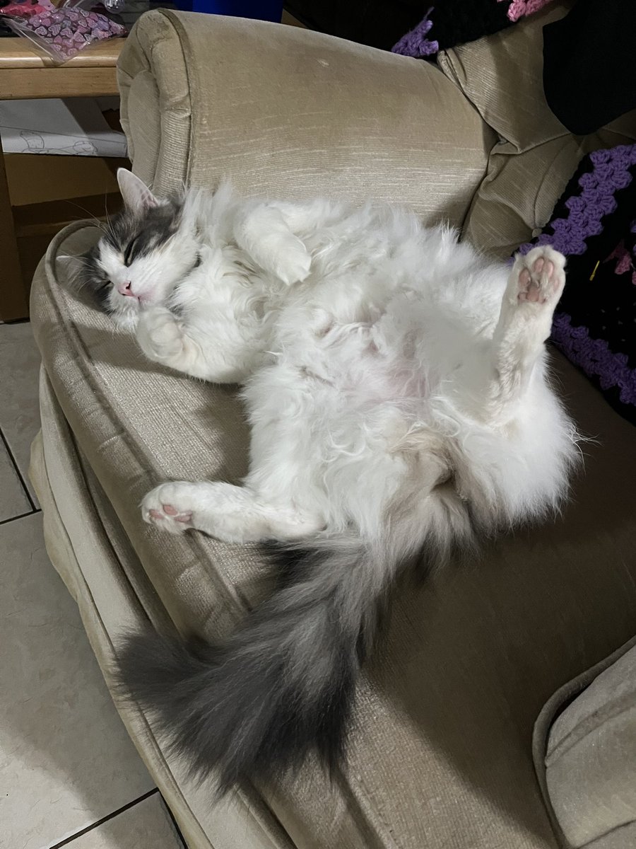 btch_ldy's tweet photo. Fat little menace https://t.co/5oOCou6hUS