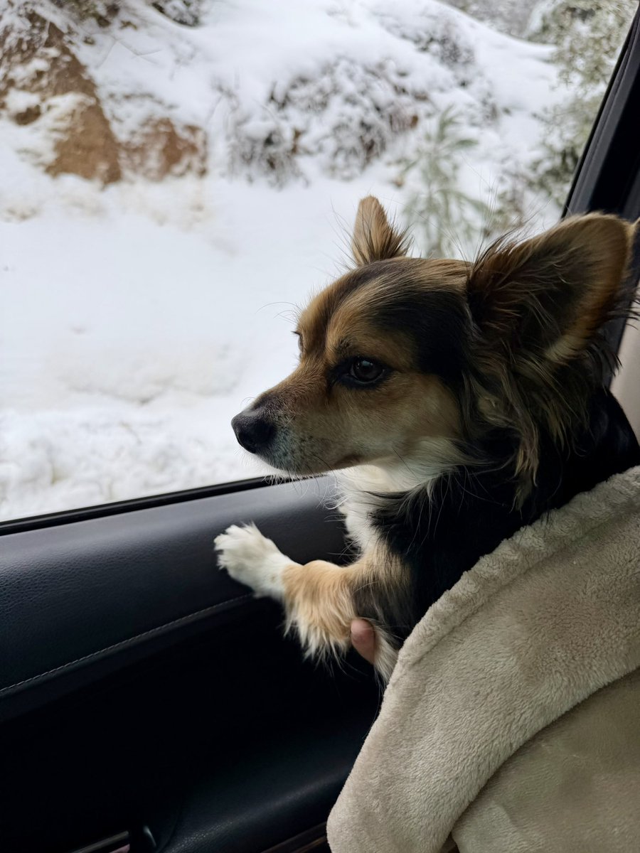 FirePhotoGirl's tweet image. Much needed snow! ❄️ 

Dog approved 🐾 

#cawx #winterstorm