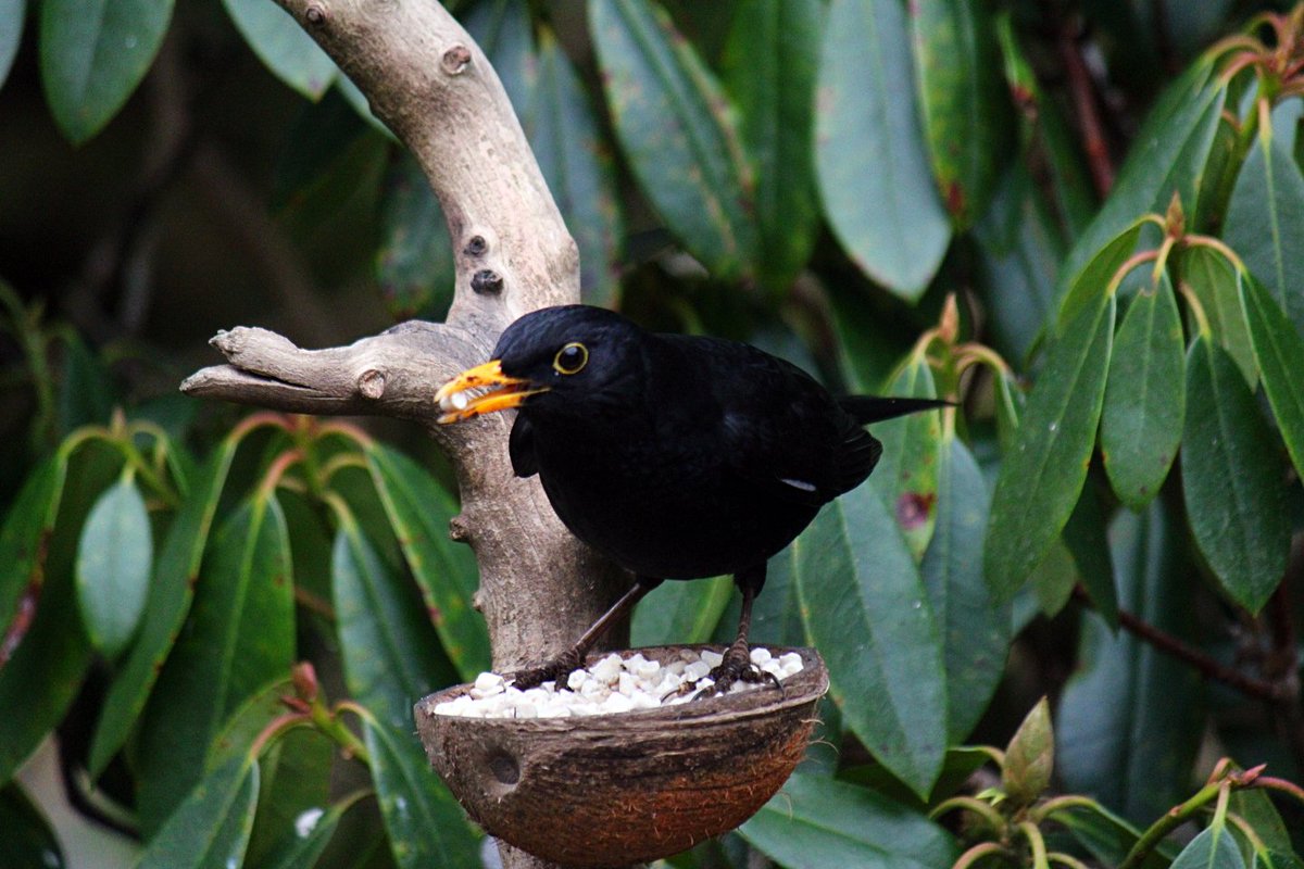I'm very happy with the response my home made feeder gets.  The only birds I haven't spotted there are the long tailed tits.  The minute you put the suet and seed  in a jug and start shaking it to mix the birds come flocking in.  I'm thinking of making a other one.