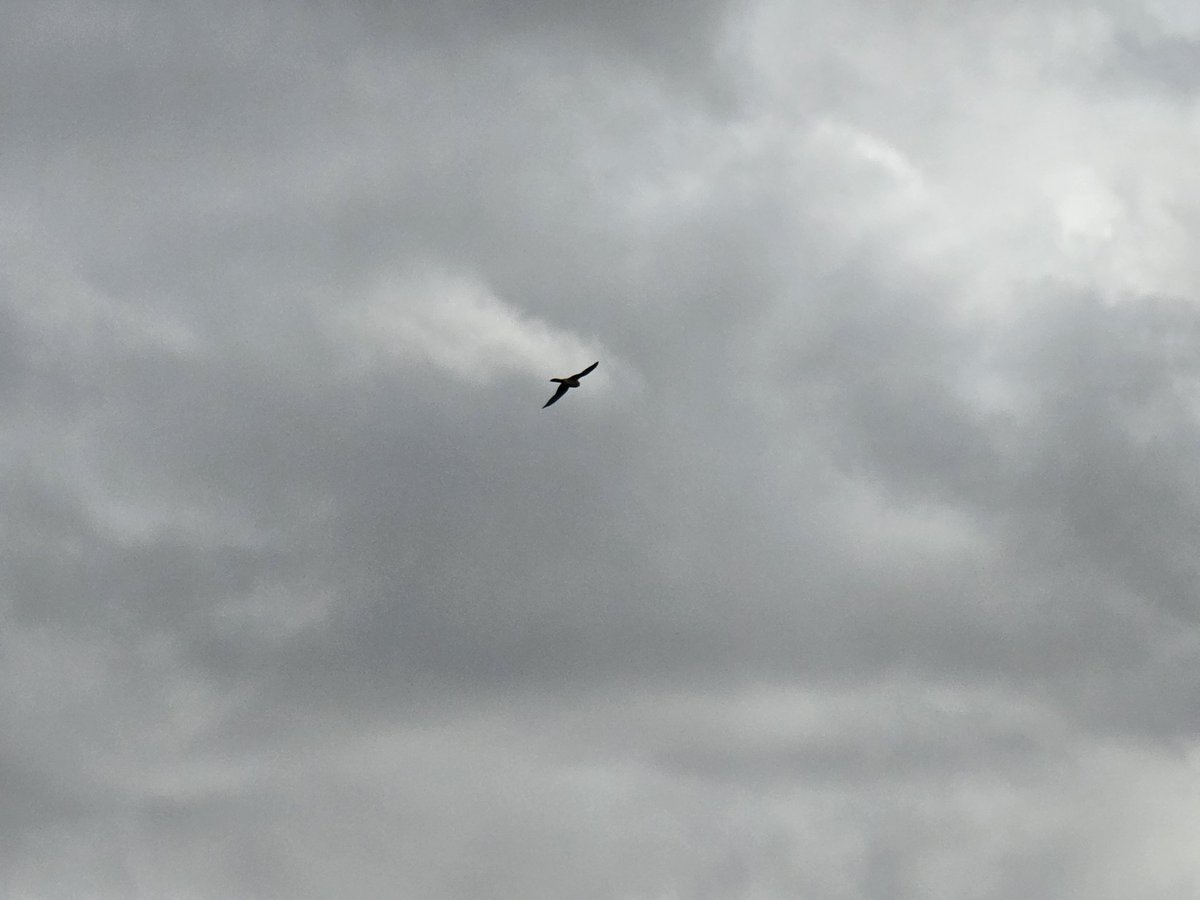 JoseDelgado_97's tweet photo. Dejada atrás la infancia y sus colores, la vida se asemeja a este pájaro volando libre en mitad del respiro que le dio una borrasca. Hay que saber disfrutar los momentos de sol y no amargarse en los chaparrones. https://t.co/sxrGnDyPcY