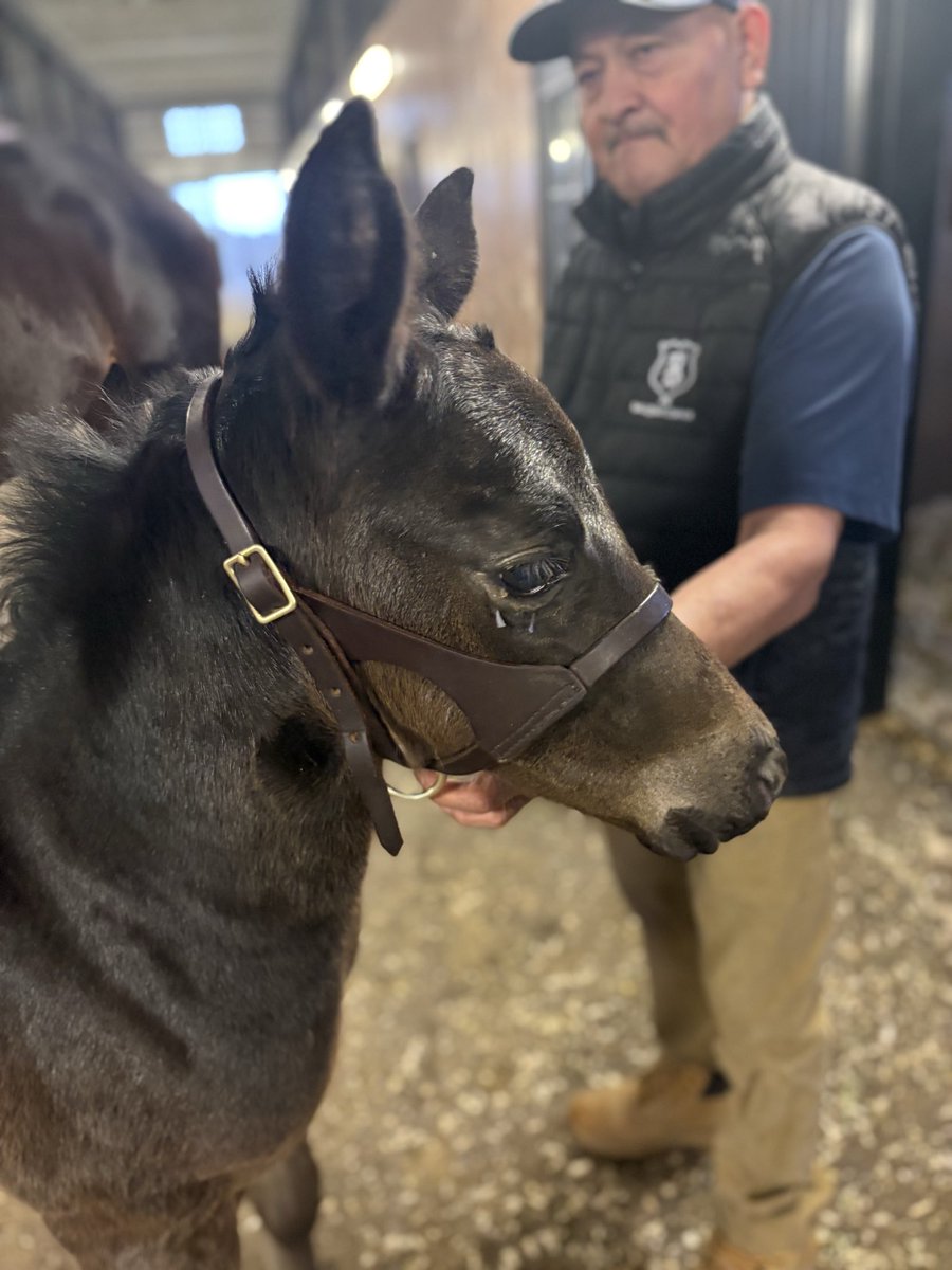 SunsetRRacing's tweet photo. Baby #2! Laobanonaprayer had this cutie, a colt by @coolmoreamerica’s freshman Domestic Product on 2/10. He is growing nicely and we can’t wait to see him perform! He was foaled in Kentucky @Ballysaxsales https://t.co/J9t2JauBCa