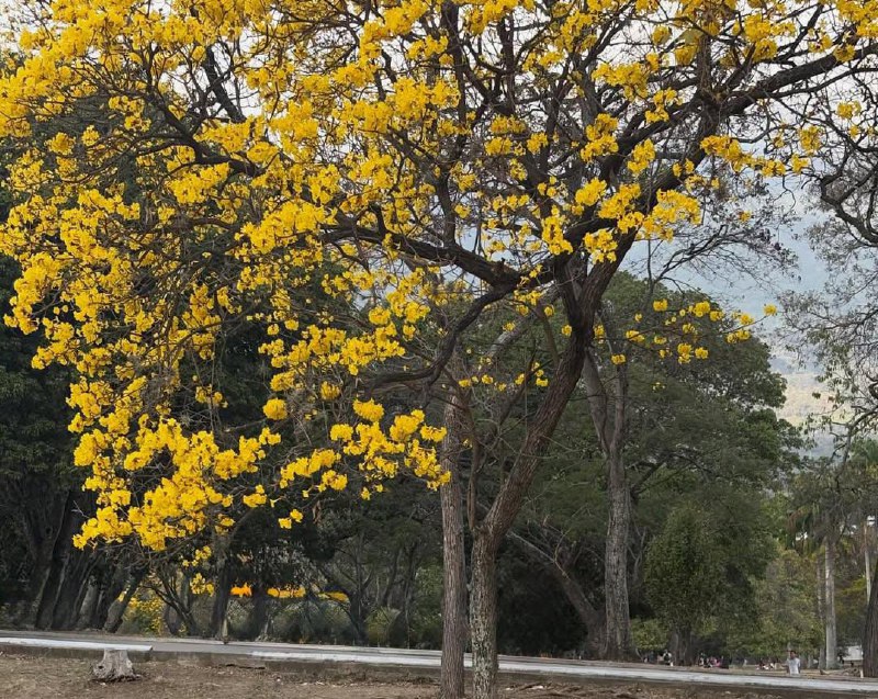 MaferParra0505's tweet photo. Amanecimos vibrando alto #araguaney #parquedeleste https://t.co/OOjP1dCrro