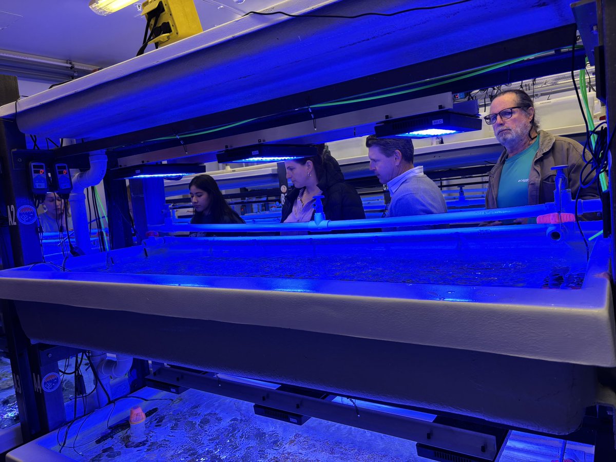 RestorationHub's tweet photo. We had a successful first public lab tour of the University of Miami’s Coral Reef Futures Spawning Lab, Land Based Nursery, and Rescue a Reef Research Lab! 🔬🪸

Thank you to everyone who joined us, we loved sharing our work with you!

Stay tuned for details on our next tour 👀🪸 https://t.co/zz9gaxUUDP