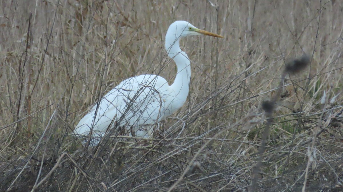 MvStuijvenberg1's tweet photo. #ZomaarEenWoensdagOchtend
🐦 #WitteKwikStaart
🛖 #VogelHut onbereikbaar, water nu te hoog 😂
🪿 #KolGans
🦤 #GroteZilverReiger https://t.co/f6tH690yP1