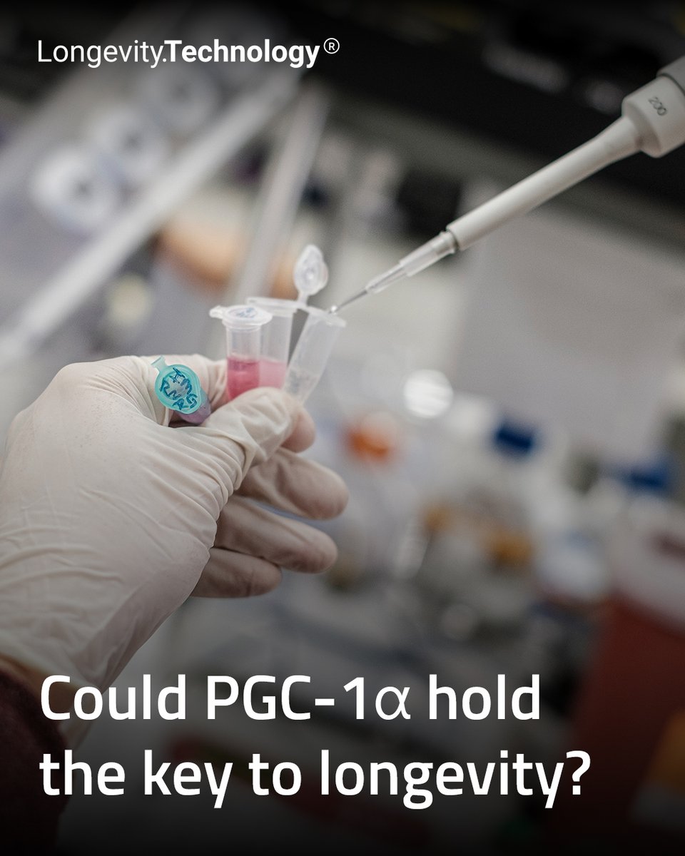 LongevityTech's tweet image. Endurance Bio ready for Phase 2 trials of drug targeting ‘master regulator’ of cell energy metabolism.

longevity.technology/news/could-pgc…

#longevity #biotech #Parkinsons #mitochondria #PGC1α