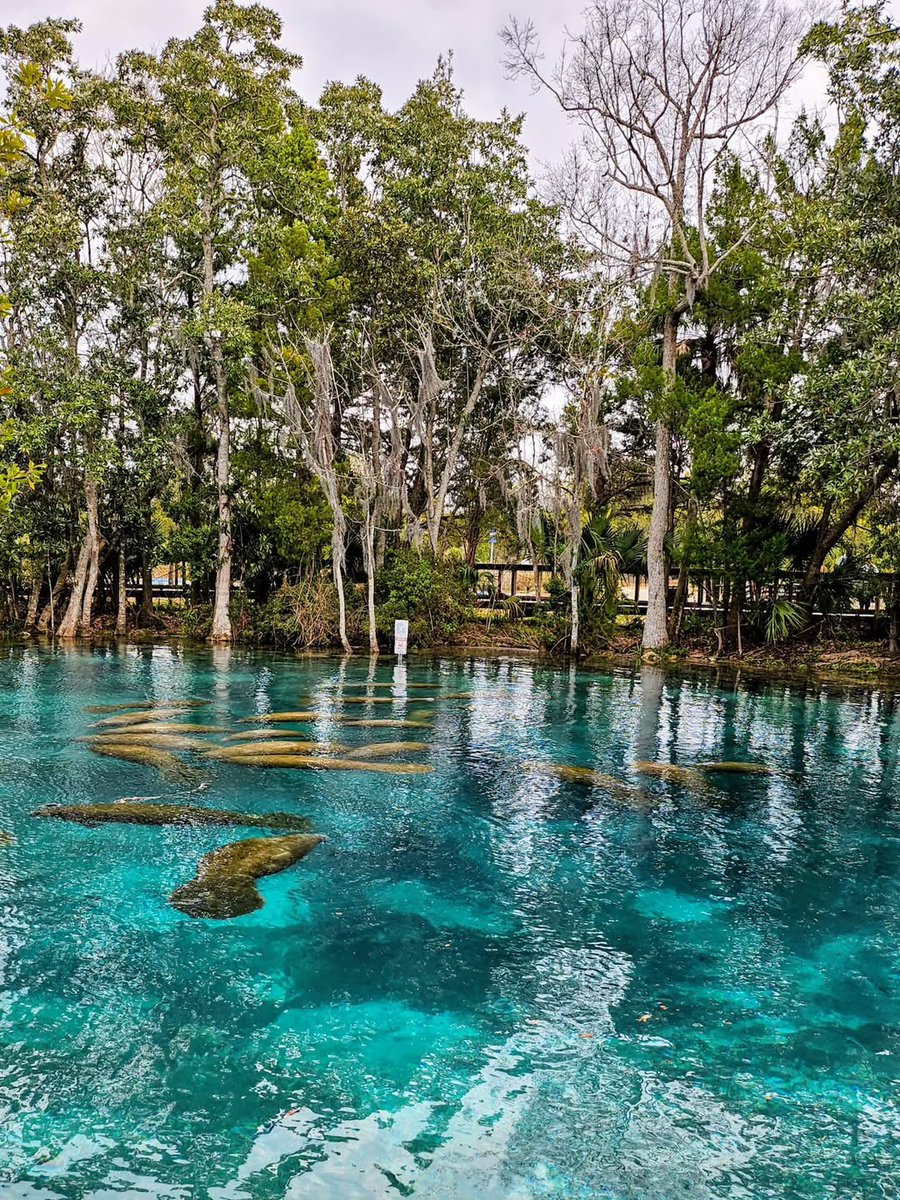 NashWX's tweet photo. Clear water &amp; the gentle giants of Crystal River, FL. 

Cold air returns next week, and that could mean even more manatees packing into these warm springs.

Photo sent in by: Mark Cushman https://t.co/dw2fZhpbDn