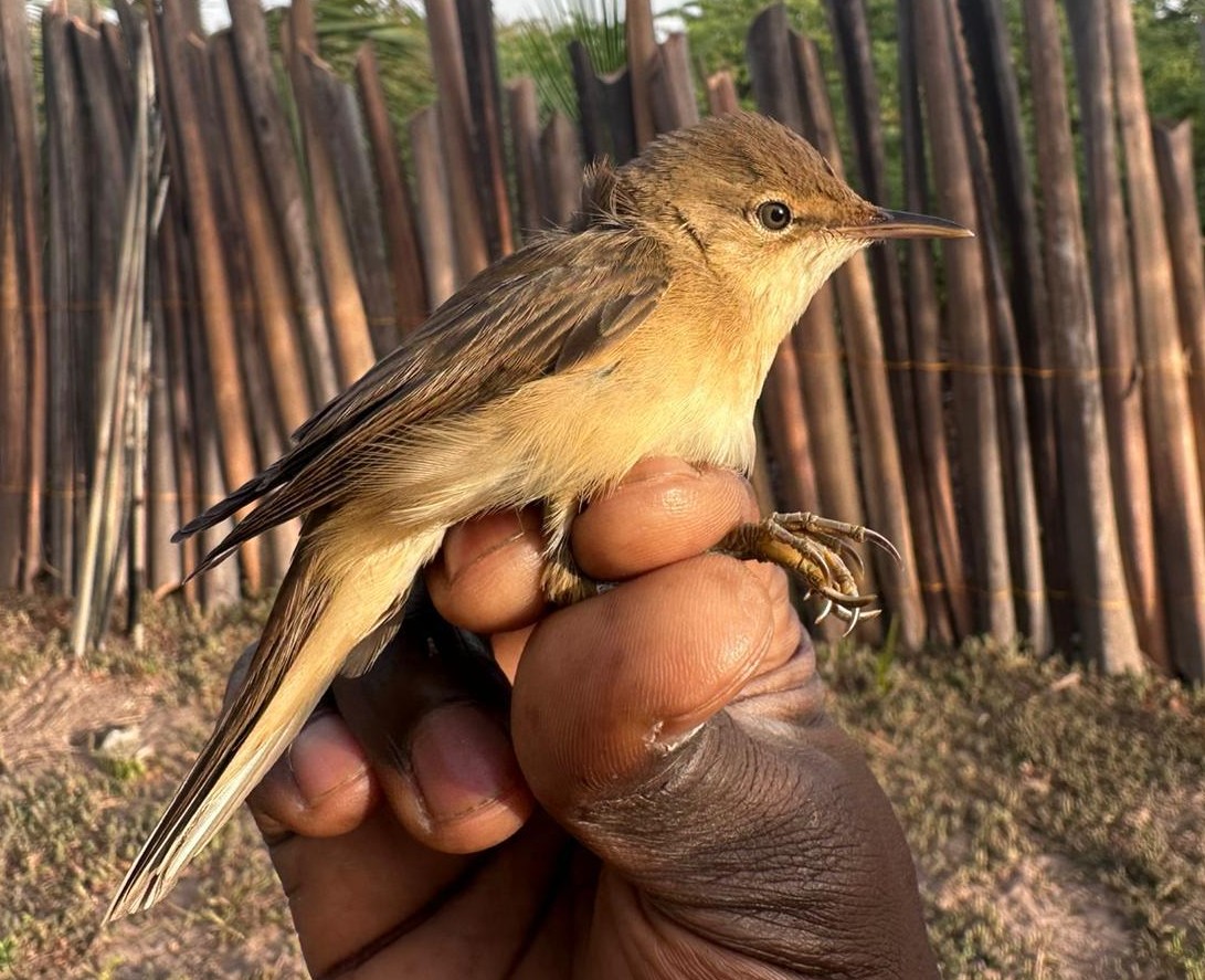 matt prior tweet media