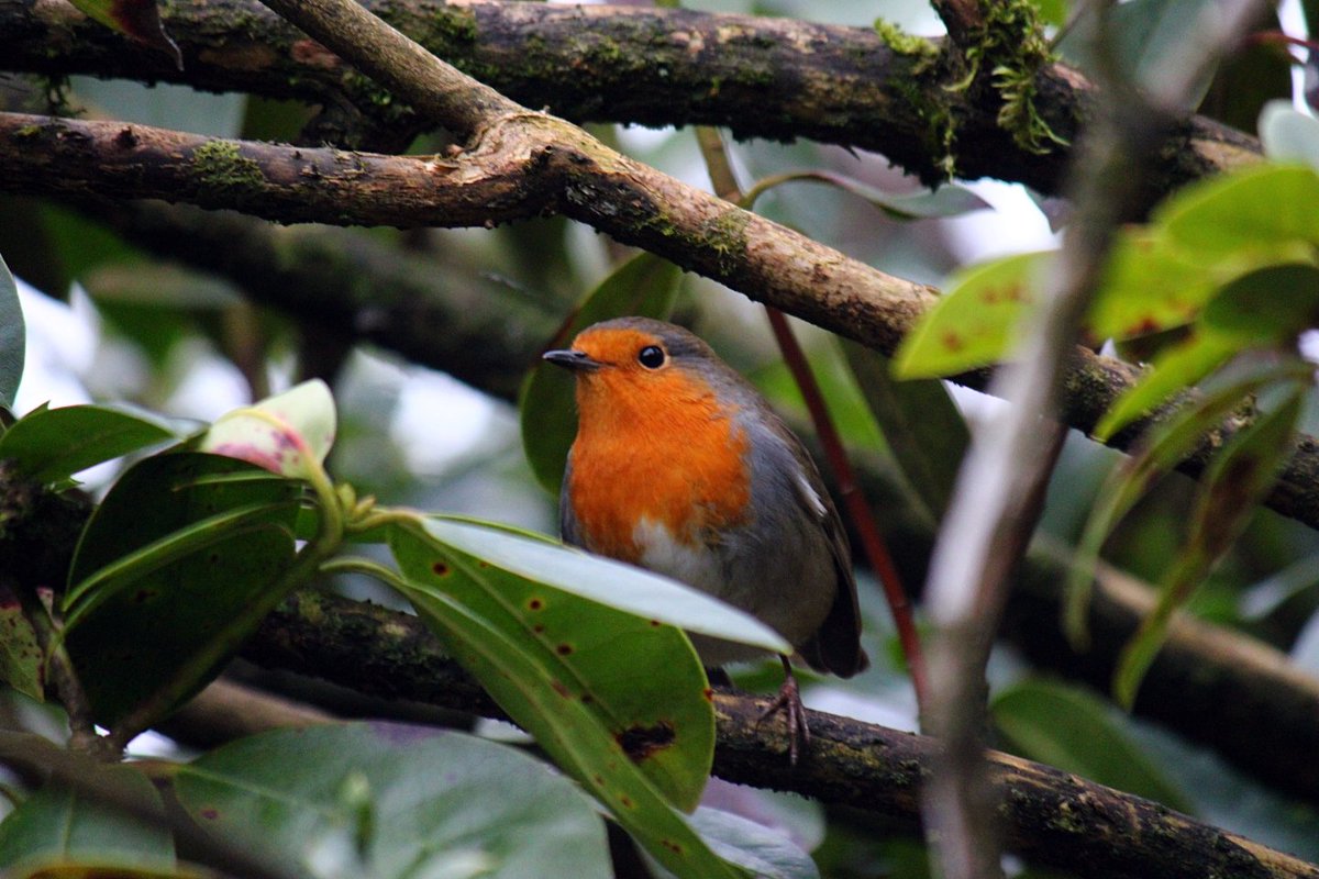 One of the robins waiting his turn.