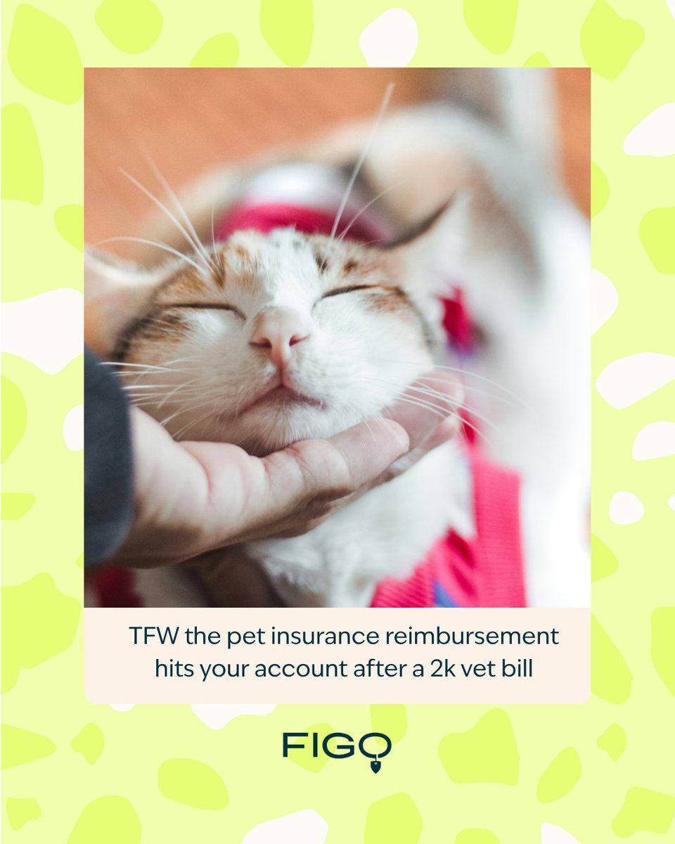 Figo Pet Insurance tweet media