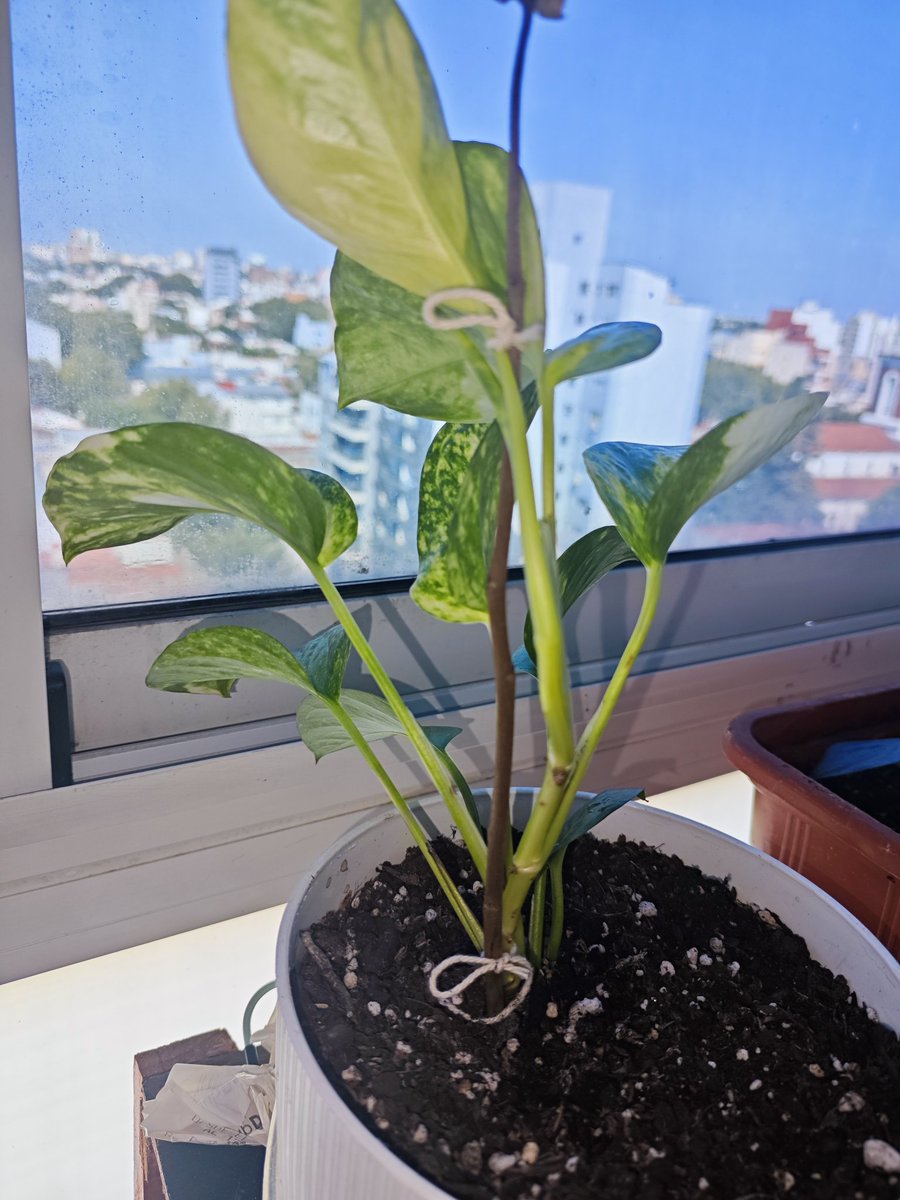 SIGUEN VIVOS mis bebés están vivos y siguen dando hojas nuevas ૮₍ ´ ꒳ `₎ა