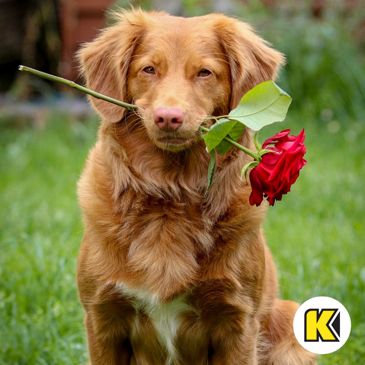 KendallAuto's tweet photo. Roses are red, My dog thinks you're neat, But they'd love you more with a back seat. Upgrade your ride - your pup will thank you. 
LEARN MORE  » https://t.co/byAj1sNEUY 
#kendallauto #usedcar #usedtruck #usedsuv https://t.co/OZzBOUMf65