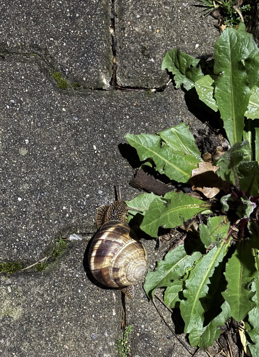 dün kocaman bir salyangoz gördüm