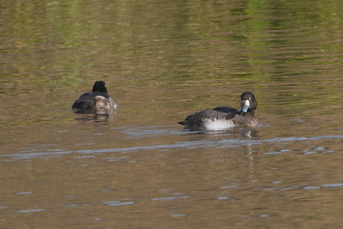 John Barber tweet media