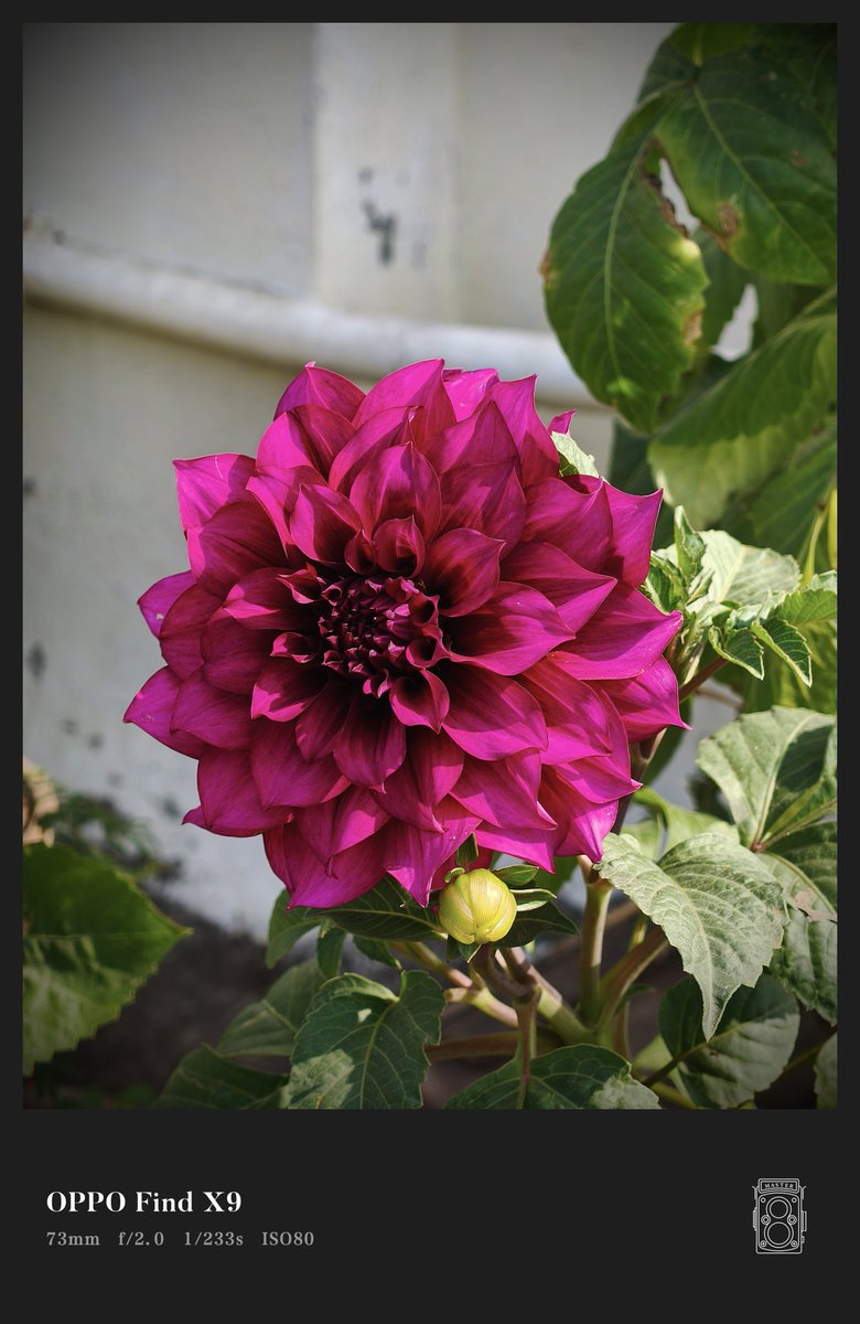 OPPO Find X9 📸

#OPPO #OPPOFindX9