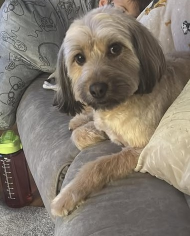 millypod1's tweet photo. GREY HOME SAFE. THANKS FOR RT's 😊🐕🐾
🆘16 FEB 2026 #Lost GREY #ScanMe
Cockerpoo Male Nervous Dog (do not chase)
Whitton Estate area #Lowestoft #Suffolk #NR33 https://t.co/PQRZNi7MVq https://t.co/J2sqrpsN4z