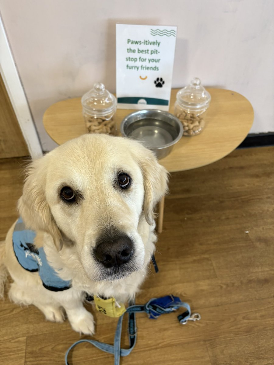 lyn_golden's tweet image. Thank you, Blyth Services for being so #DogFriendly Yum yums!