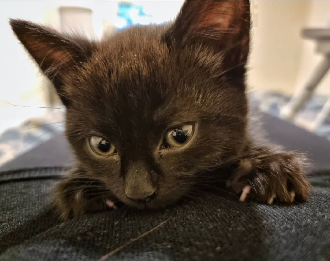 Queenie 🧡 tweet media