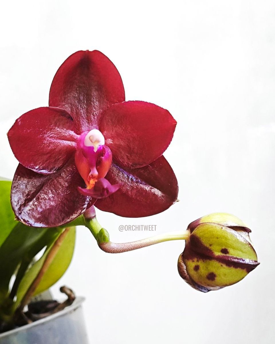 Orchidofilia tweet media