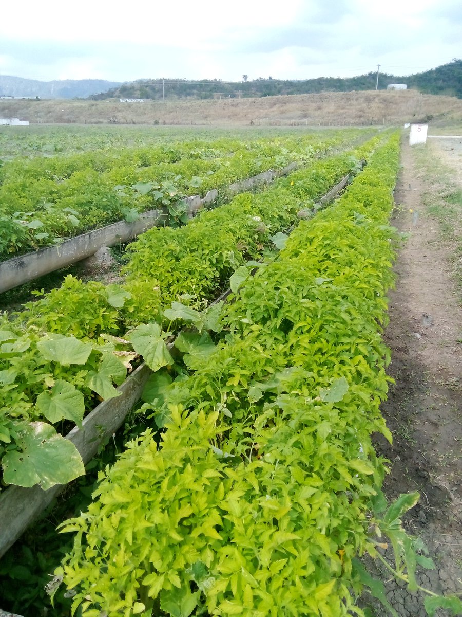 Organoponico La republica del km 2.  1/2 carretera central StgodeCuba apuesta aún  por su explendor como parte del movimiento de la agricultura urbana